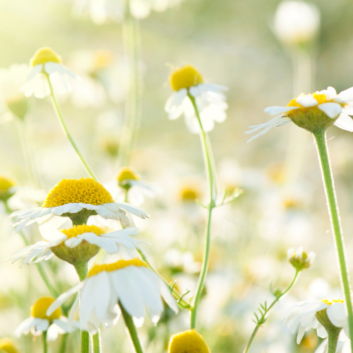 Chamomile Neroli - EO & FO Blend 609