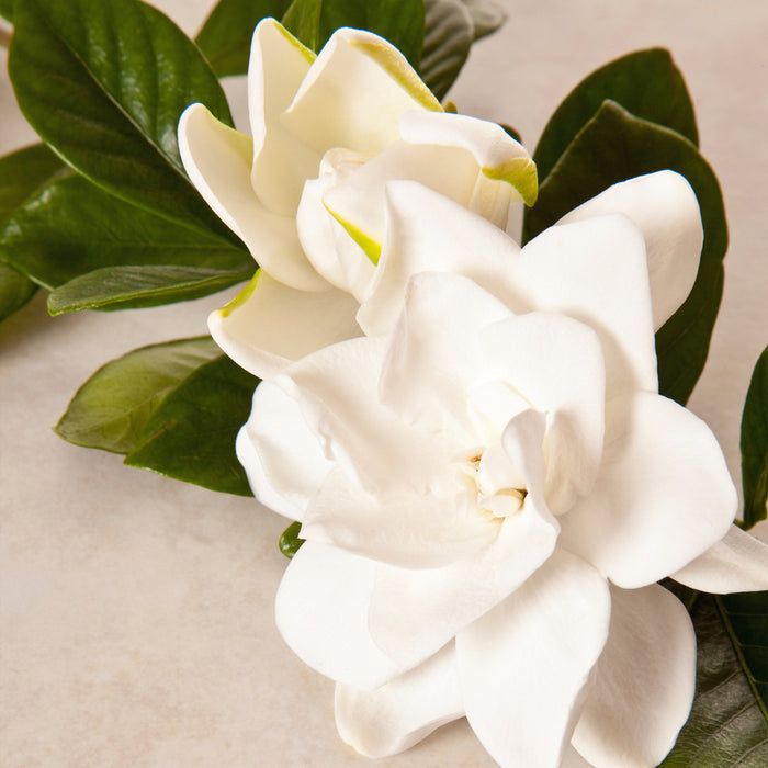Gardenia Fragrance Oil 158