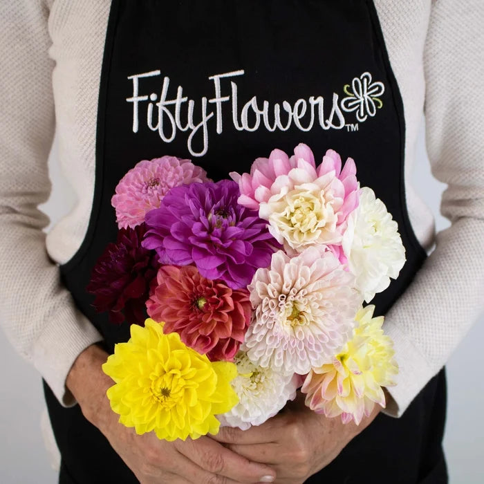 Assorted Fresh Cut Dahlias Flower Bunch in Hand