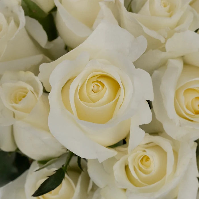 Blizzard White Rose Close Up - Image