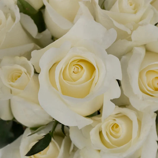 Blizzard White Rose Close Up - Image