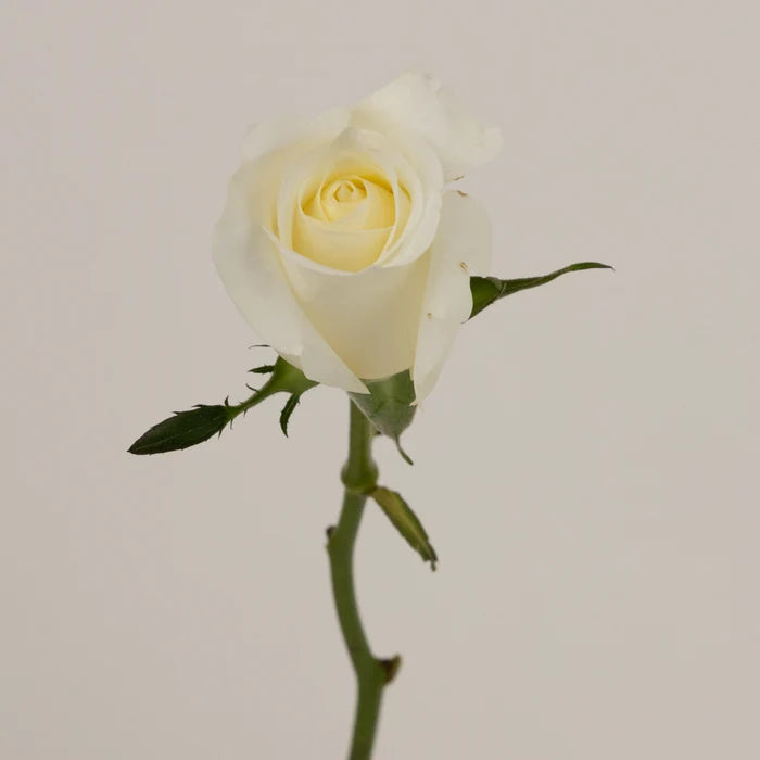 Blizzard White Rose Stem - Image