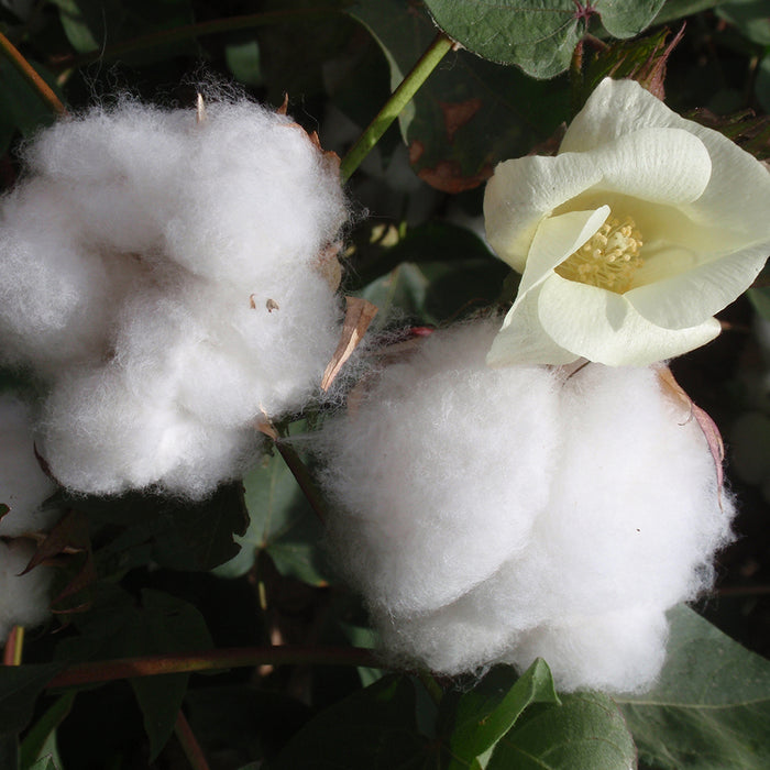Cotton Blossom - EO & FO Blend 297