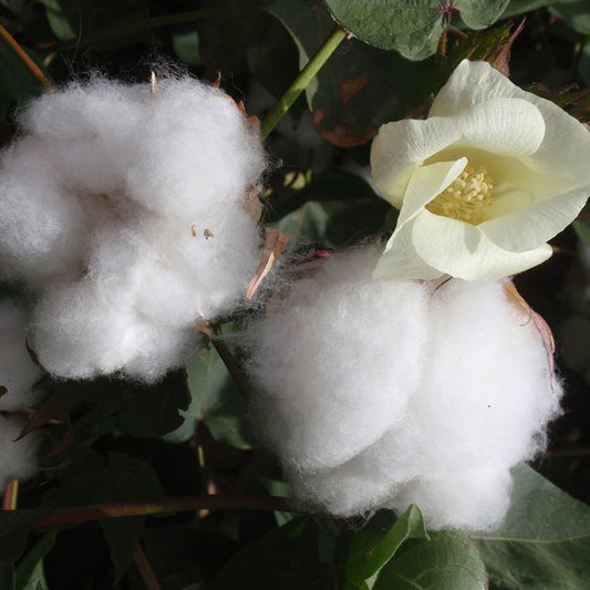 Cotton Blossom - EO & FO Blend 297
