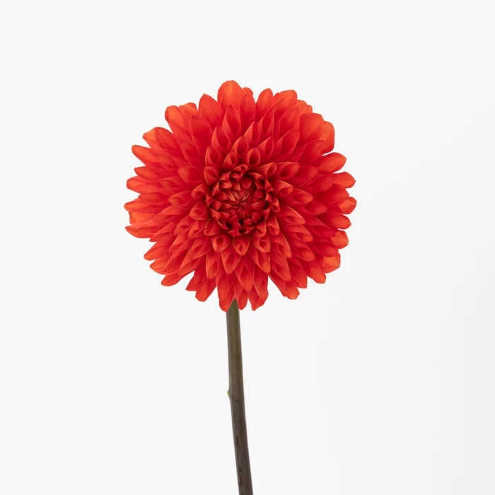 Deep Red Dahlia Flower Stem - Image