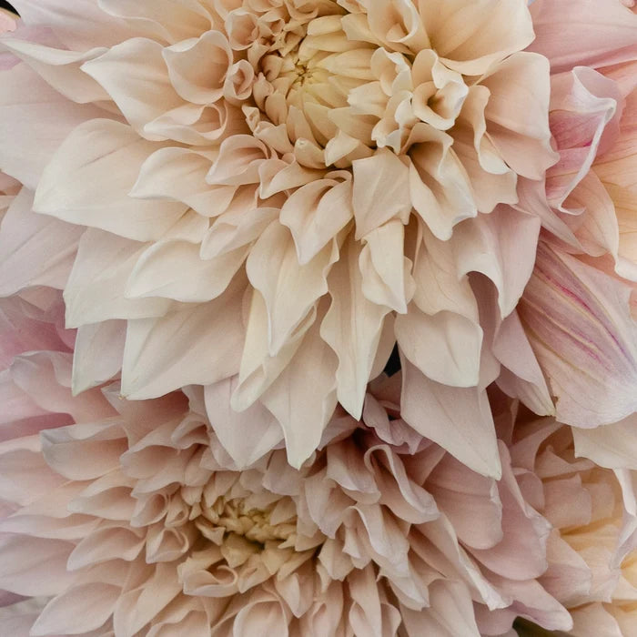 Evening Sun Dinner Plate Dahlia Flower Close Up - Image