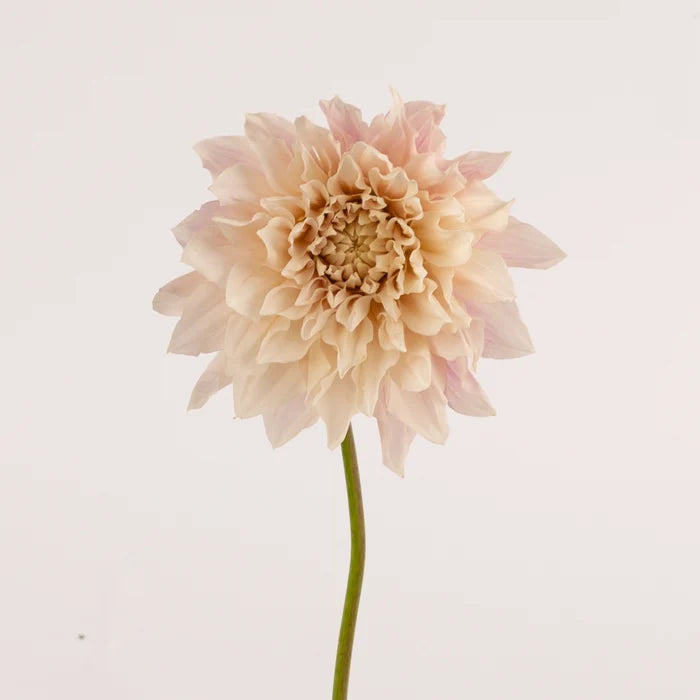 Evening Sun Dinner Plate Dahlia Flower Stem - Image