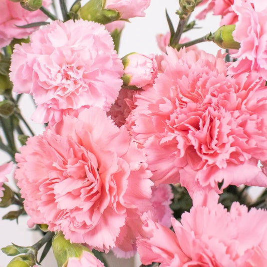 Light Pink Flower Kit Up Close