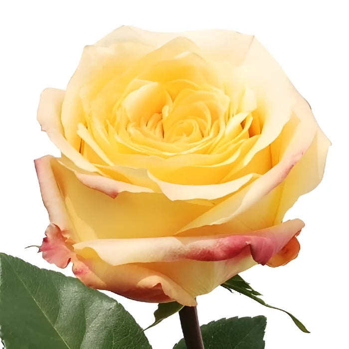 Geisha Butter Yellow Rose