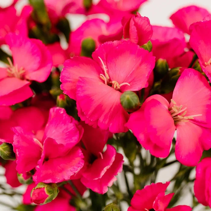 Shocking Pink Solomio Flower Close Up - Image