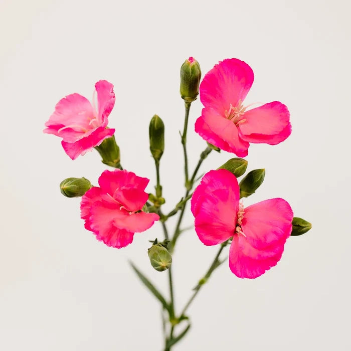 Shocking Pink Solomio Flower Stem - Image