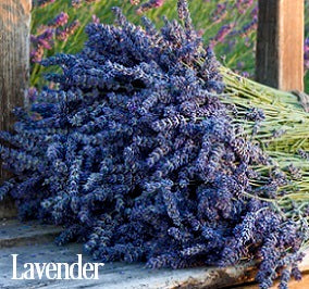Lavender Fragrance Oil 20108