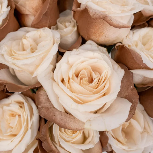 Mocha Mousse Tinted Roses Close Up - Image