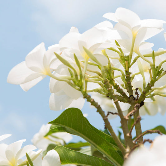 Pikake Flowers Fragrance Oil 193