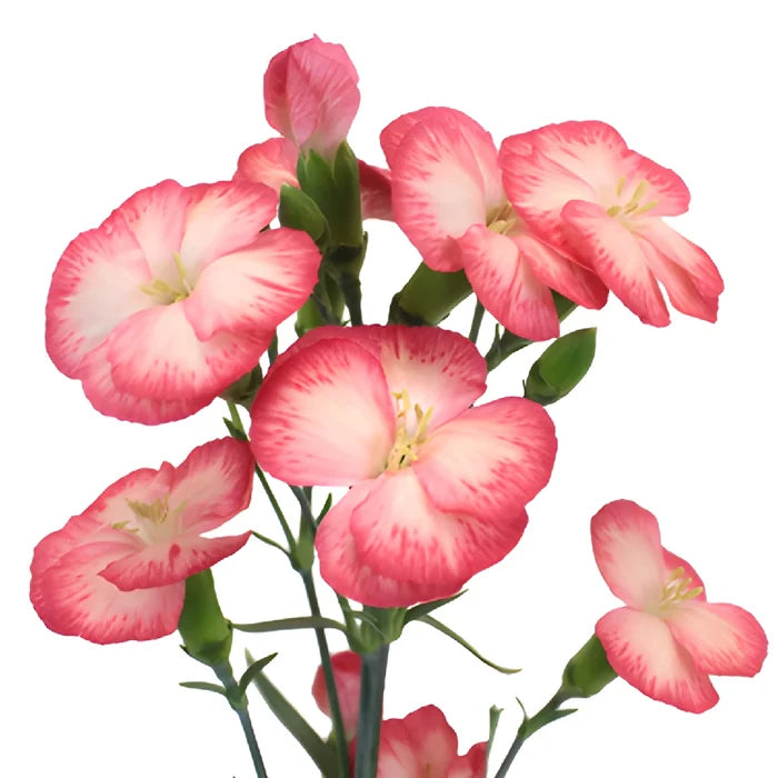 Pink Blush Solomio Flowers