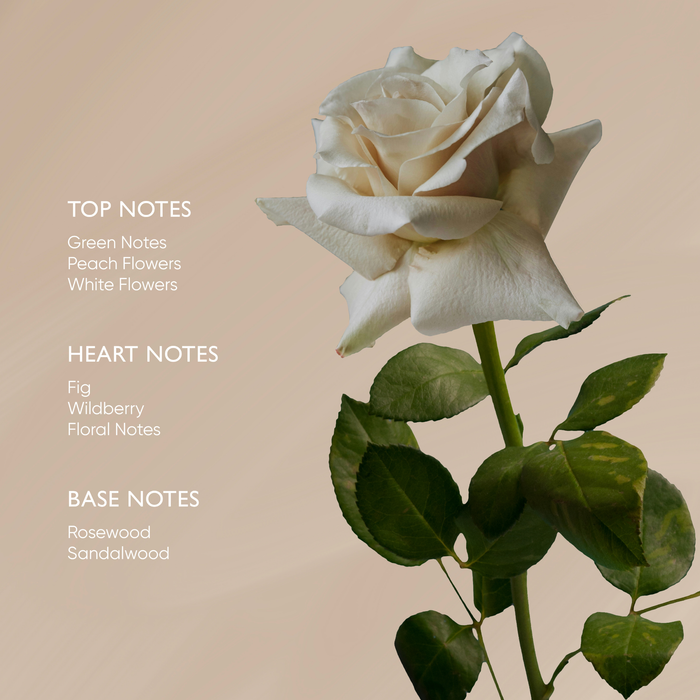 Irene Forte-Rose Body Oil With Ximenyic Acid-Body-IreneForteSkincareRoseBodyOil5-The Detox Market |