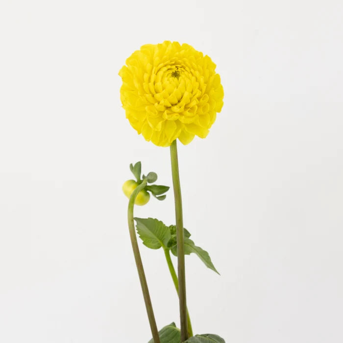 Sunny Yellow Dahlia Flower Stem - Image