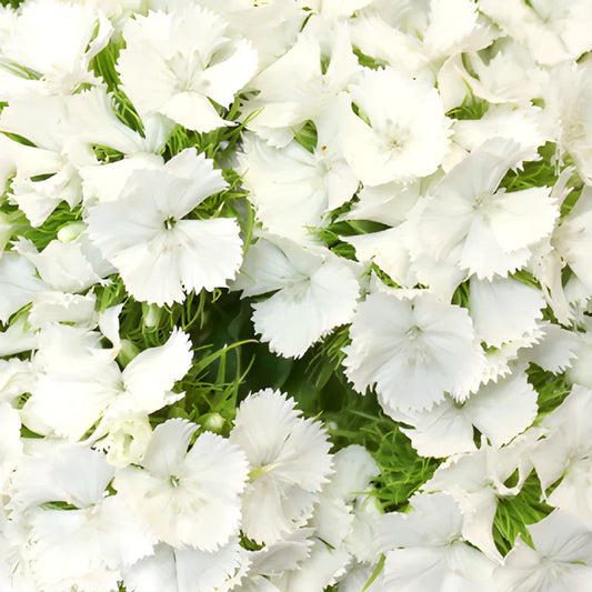 White Sweet William Flowers