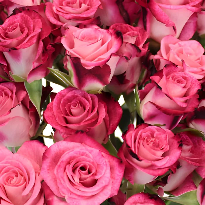 Cherry Follies Hot Pink Spray Roses up close