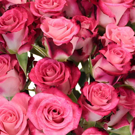 Cherry Follies Hot Pink Spray Roses up close