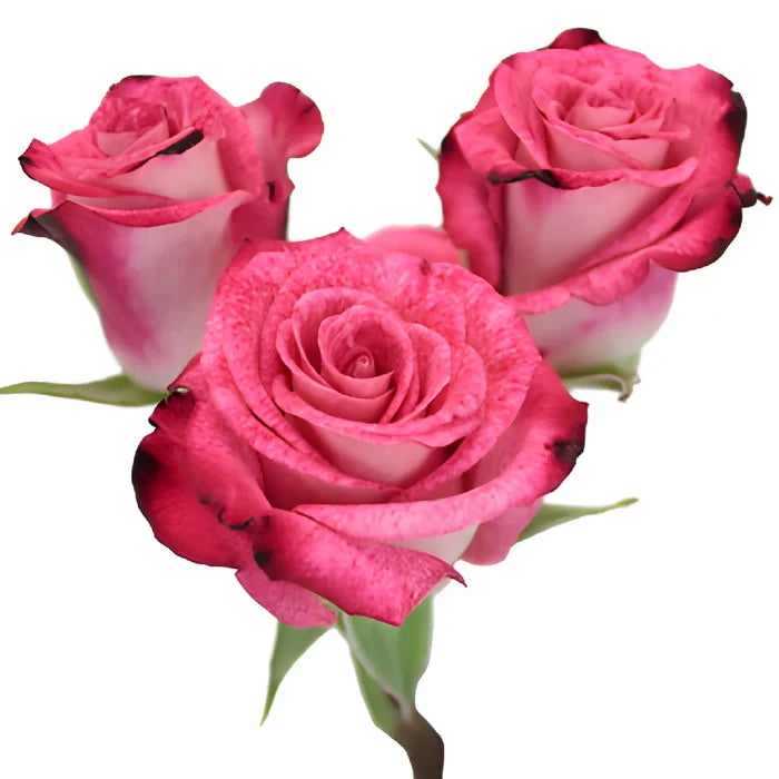 Cherry Follies Hot Pink Spray Rose Stem